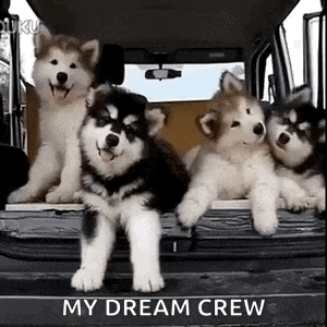 Confused Huskies GIF