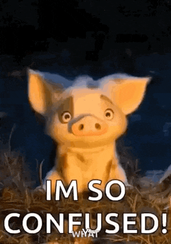 Confused Pig GIF