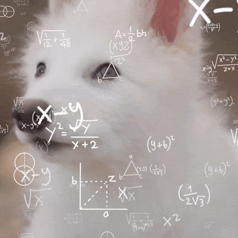 Confused White Dog GIF