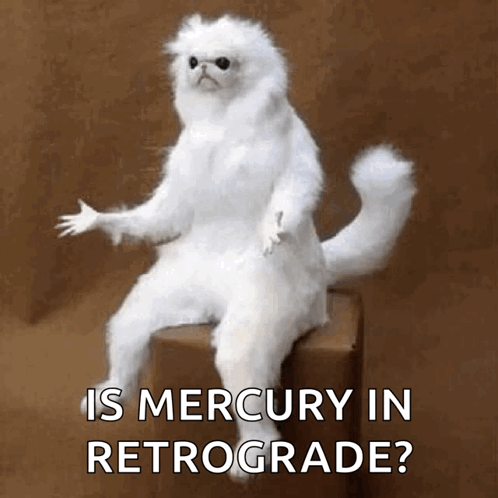 Confused Whitepersanguardian GIF