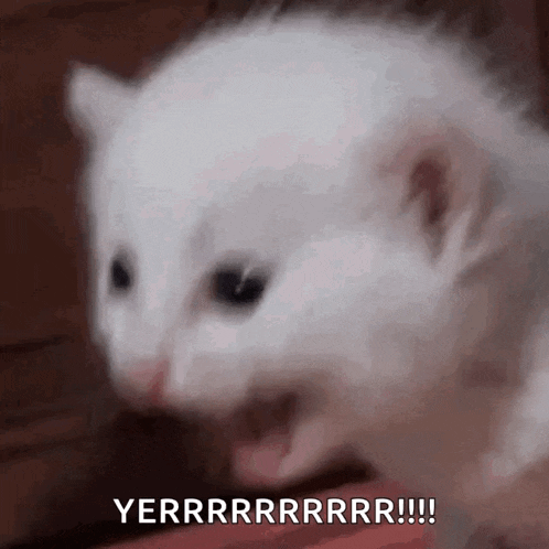 Controlmypc Cat GIF