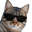 Cool Cat Sticker