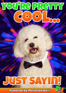 Cool Cool Pretty Cool Babe Sweetheart Love Puppy Dog Gif A You Did What Funny Dog Gif Boop Bork Blep Boof And Hound Dog GIF