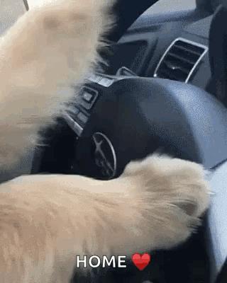 Cool Dog GIF