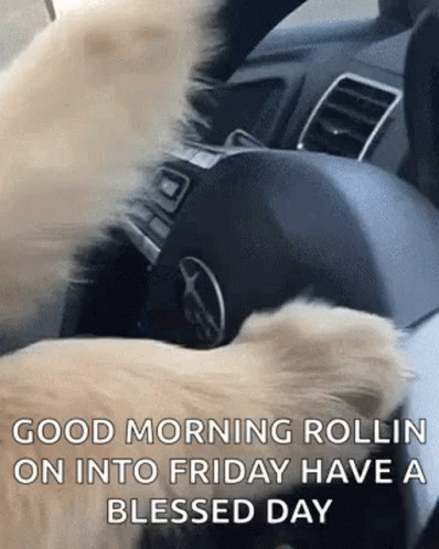Cool Dog GIF
