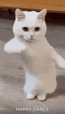 Cool Fun GIF