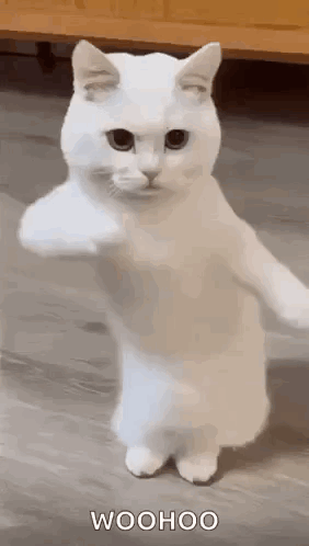 Cool Fun GIF