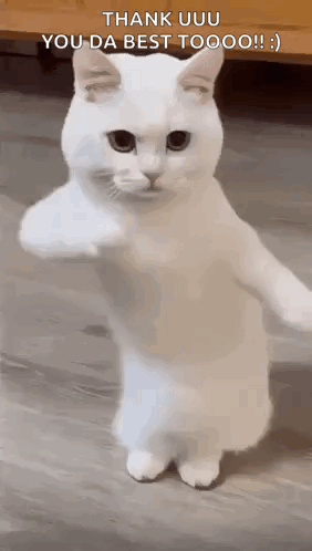 Cool Fun GIF