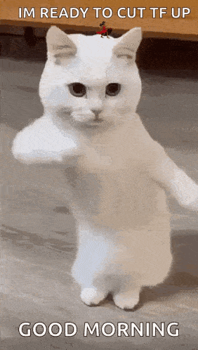 Cool Fun GIF