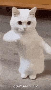 Cool Fun GIF