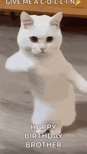 Cool Fun GIF
