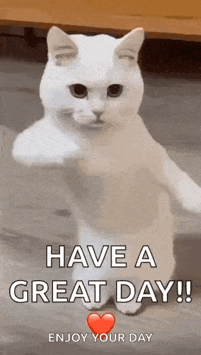 Cool Fun GIF