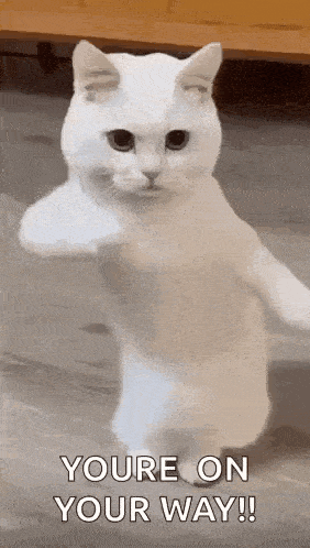 Cool Fun GIF