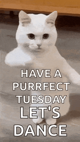 Cool Fun GIF