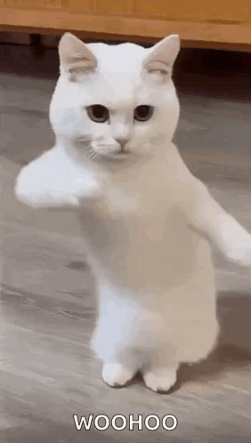 Cool Fun GIF. This 282 x 498 animated GIF is part of our woo hoo collection. Related themes include cool, dance. Created by ShellzNCheese. View the original…