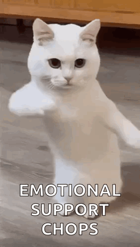 Cool Fun GIF