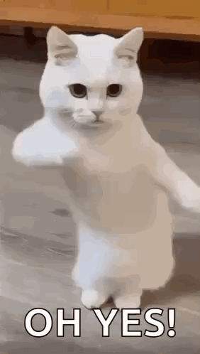Cool Fun GIF