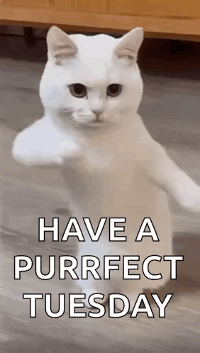 Cool Fun GIF. This 282 x 498 animated GIF is part of our lustiger dienstag collection. Related themes include cool, dance. Created by msplaced. View the…