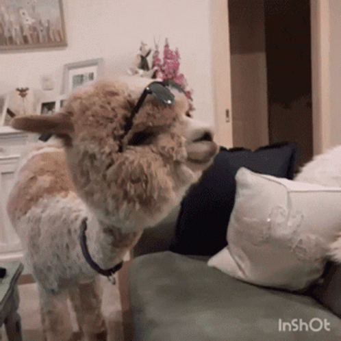 Cool Lama GIF. This 498 x 498 animated GIF is part of our lama collection. Related themes include cool, done. Created by ChadTambeau. View the original…