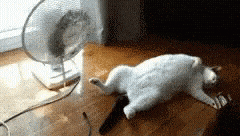 Cool Off Too Hot GIF