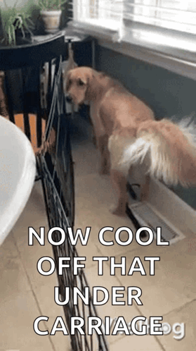 Cools Down Viralhog GIF