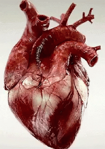Corazon Latiendo GIF