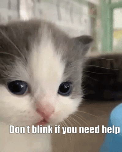 Cord Cat Blink Dontblinkifyouneedhelp GIF