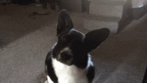 Corgi Head Tilt GIF. This 498 x 280 animated GIF is part of our shaft head tilt collection. Related themes include what. Created by tnaske. View the…