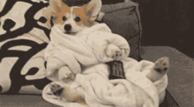 Corgi Puppy Puppies GIF