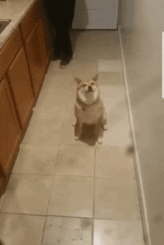 Corgi Smile GIF. This 333 x 498 animated GIF is part of our shiba inu smile collection. Related themes include cute, puppy, smile. Created by ponds555. View…