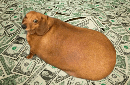 Corndogreal Meme
