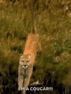 Cougar Wrarrr GIF