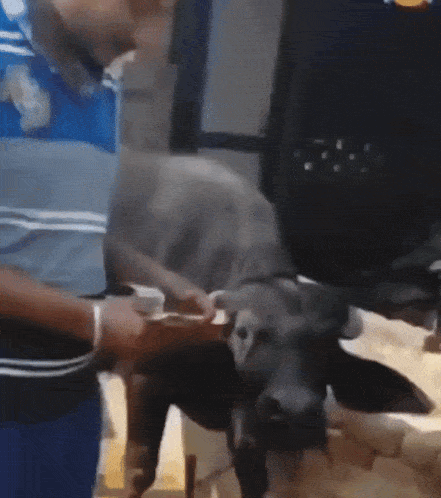 Cow Cash GIF