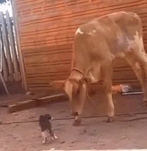 Cow Cat GIF