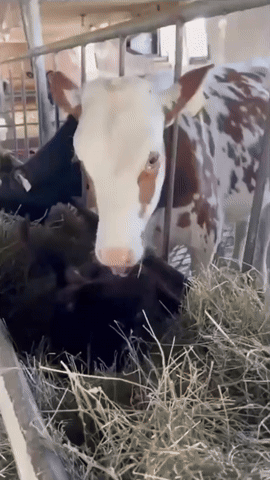 Cow Cat GIF