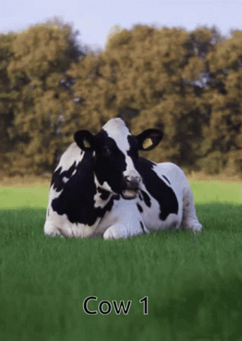 Cow Cow1 GIF