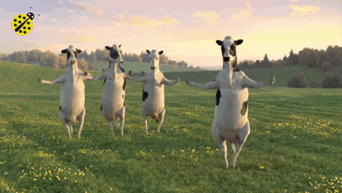 Cow Cows GIF