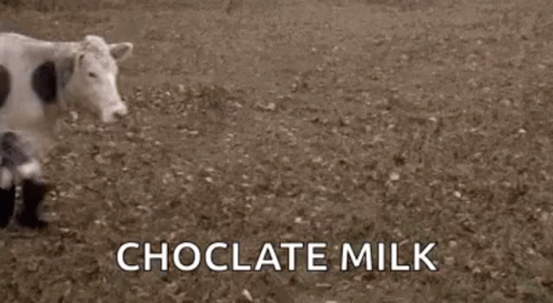 Cow Cows GIF