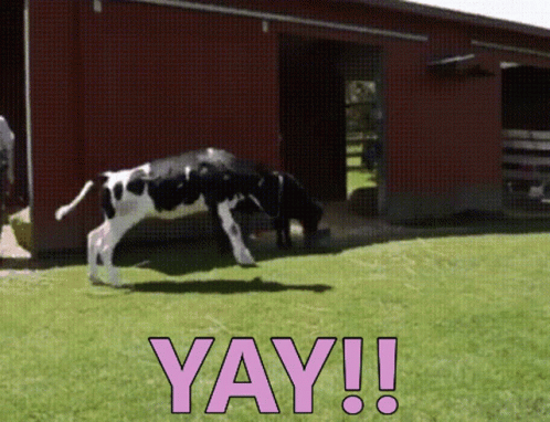 Cow Cute GIF