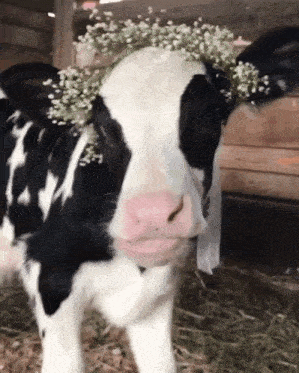 Cow Cute GIF