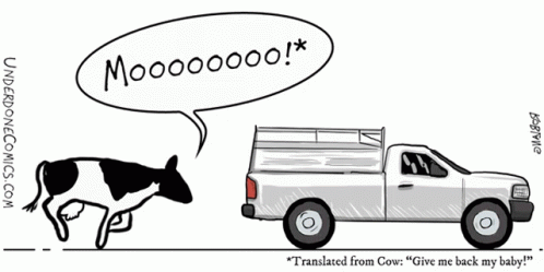 Cow Dairy GIF