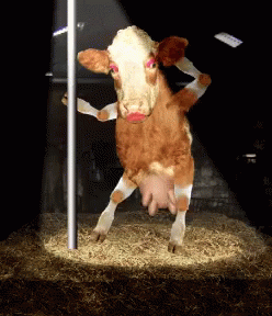 Cow Dance GIF. This 248 x 288 animated GIF is part of our cow milk collection. Related themes include cow, dance, funny. Created by victoriapereira. View…