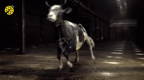 Cow Dancing GIF