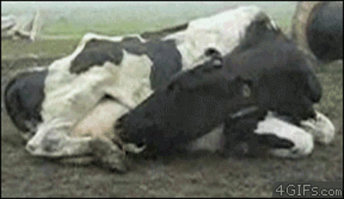 Cow Drink GIF. This 498 x 289 animated GIF is part of our cow milk collection. Related themes include cow. Created by cali7. View the original animation…