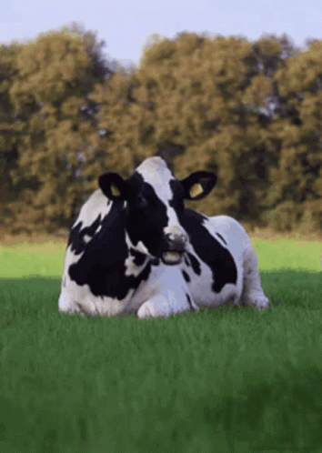 Cow Eatjng GIF