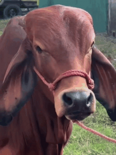 Cow Eyebrow Raise GIF