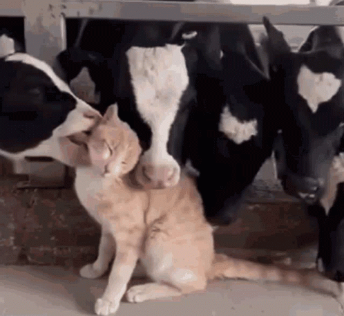 Cow GIF