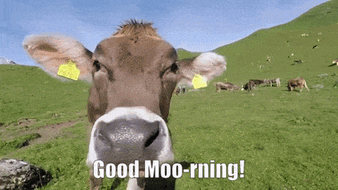 Cow Good Morning GIF