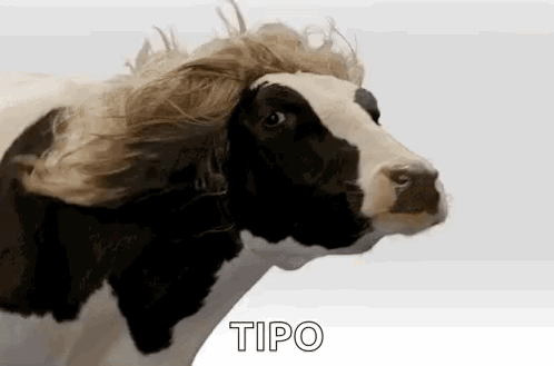 Cow Hair GIF