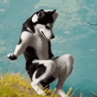 Cow GIF